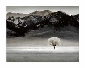 solitary-tree-by-dennis-frates-594318